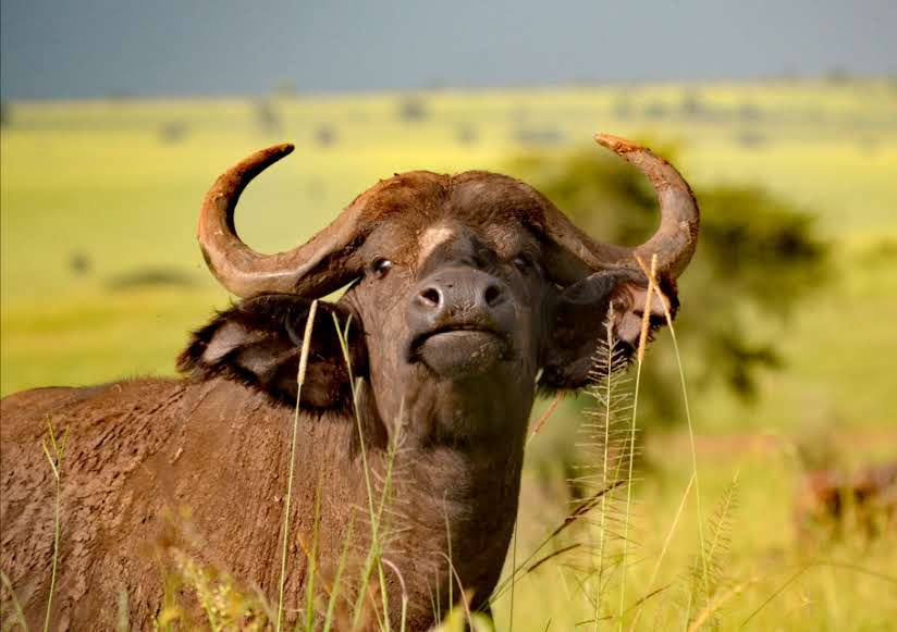 Big five mammals in Uganda