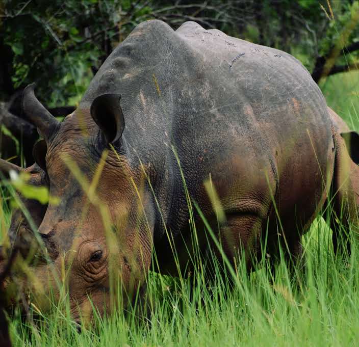 Rhinos in Uganda