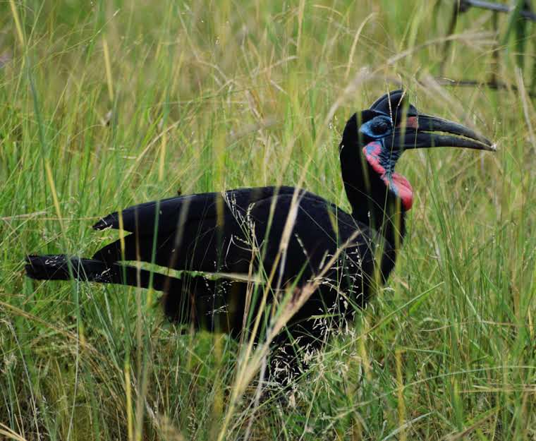 birding safari in uganda