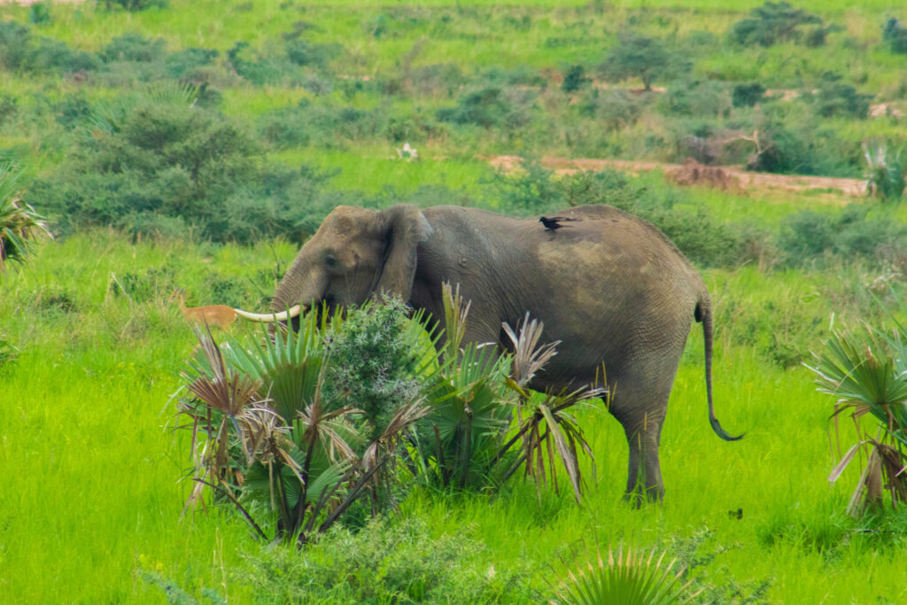 elephants in Uganda