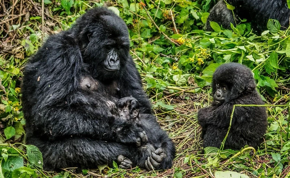 gorilla-trekking-uganda