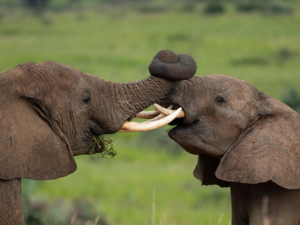 uganda safe for travelers