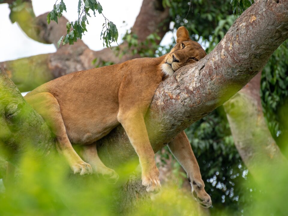 lion tracking in uganda