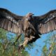 10-facts-about-vultures