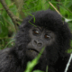 Trekking-in-Uganda
