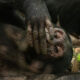 chimpanzees-in-uganda