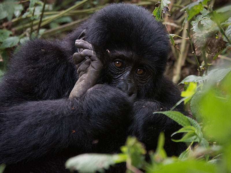 gorilla-and-chimpanzee