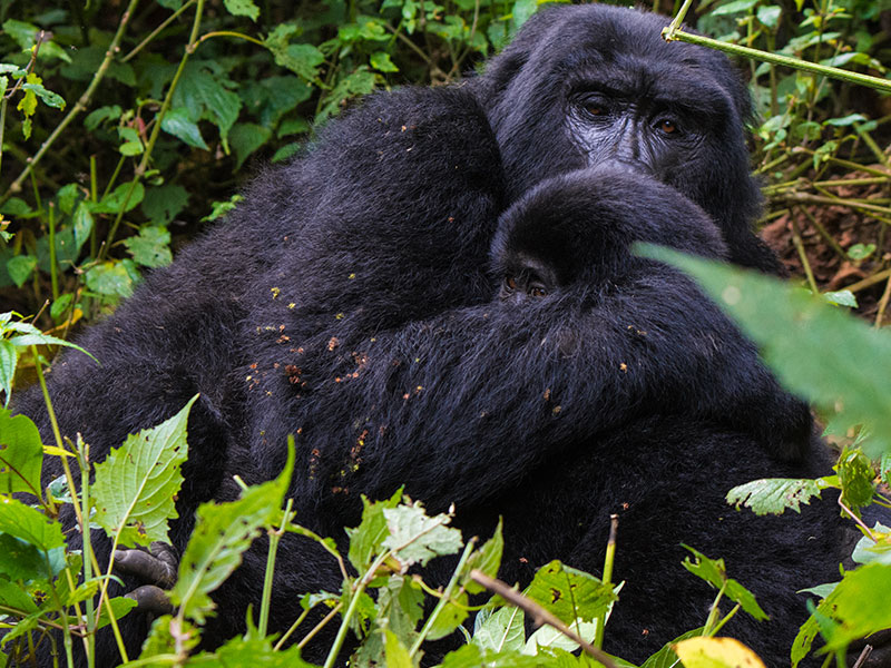 gorilla-trekking-safari