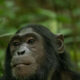 Booking-Chimpanzee-Permit