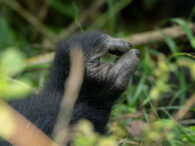Gorilla Tour Packages for Mgahinga Gorilla National Park