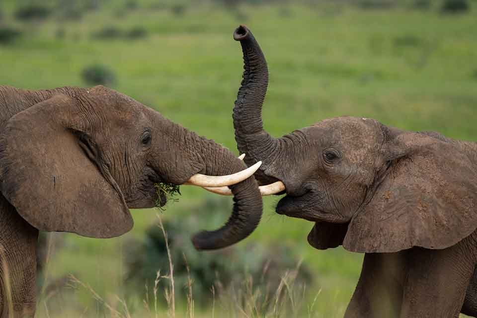 Cultural-Encounter-In-Uganda