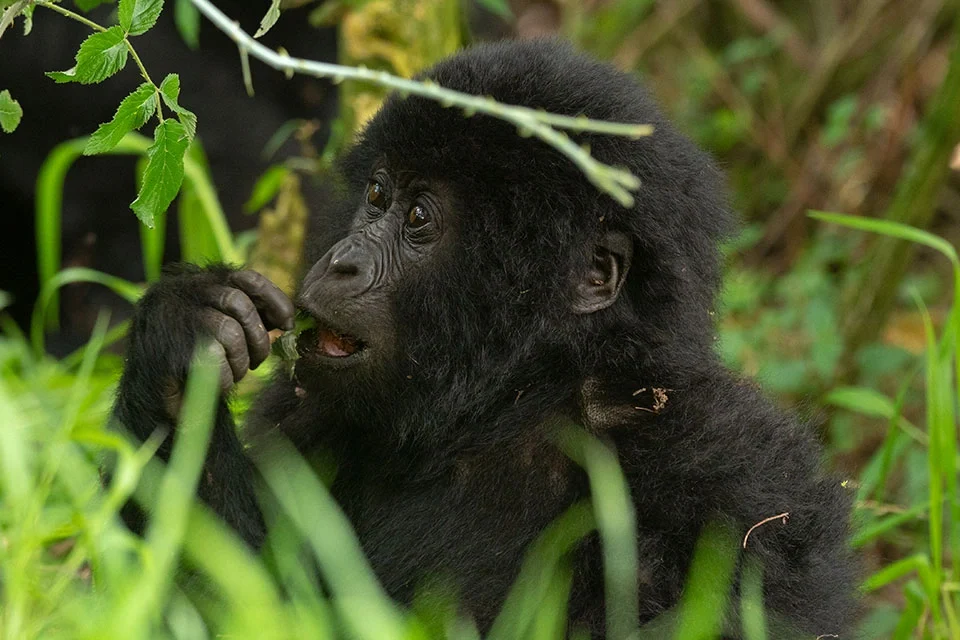 Gorilla-Trekking-Safari-In-Uganda