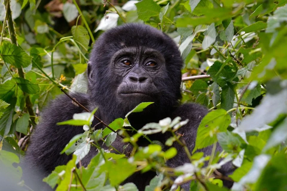 best-of-uganda-rwanda-safari