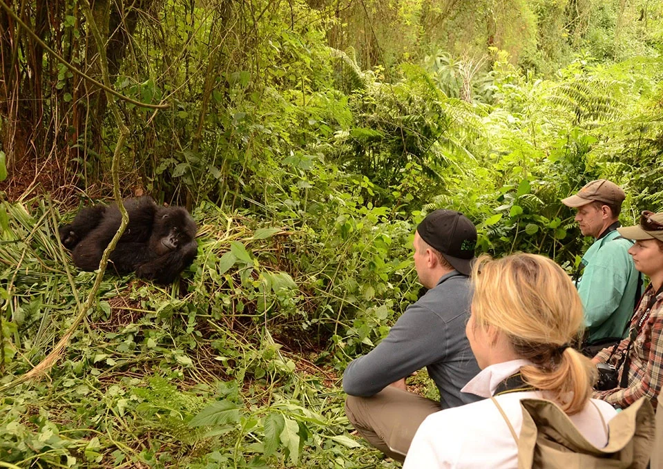 uganda-gorilla-trekking-safari-from-south-africa