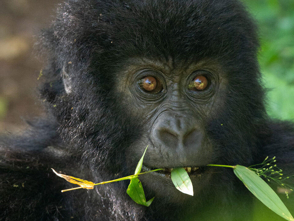 types-of-gorillas