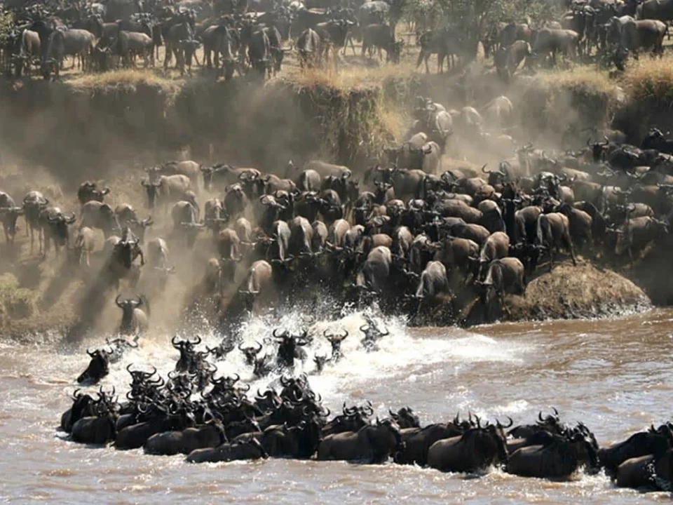 great-wildebeest-migration