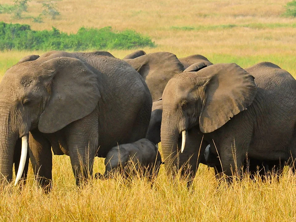 game-drive-in-kasenyi-queen-elizabeth-national-park