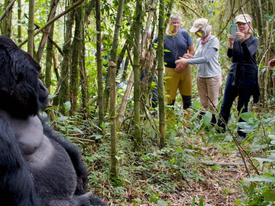 chimpanzee-and-gorilla-trekking