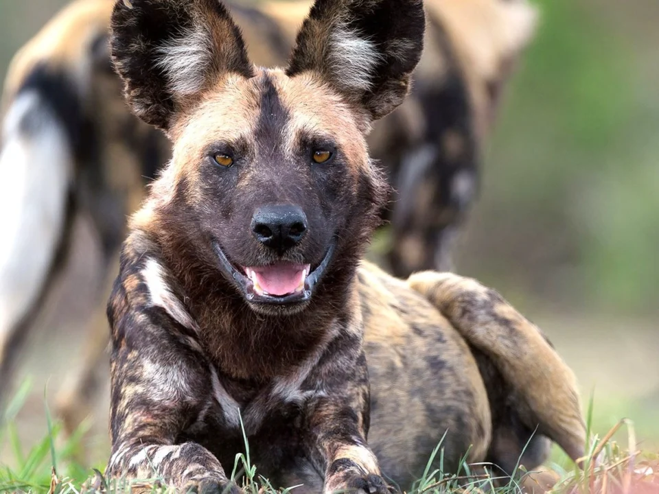 african-wild-dogs-in-uganda