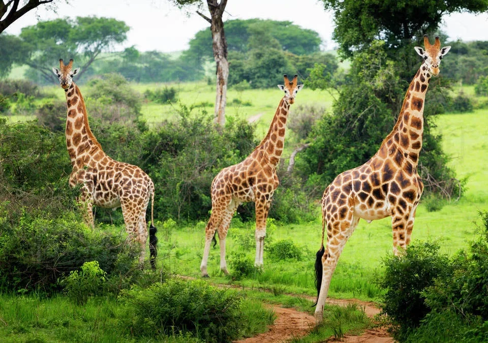 2-days-tour-to-lake-mburo-national-park