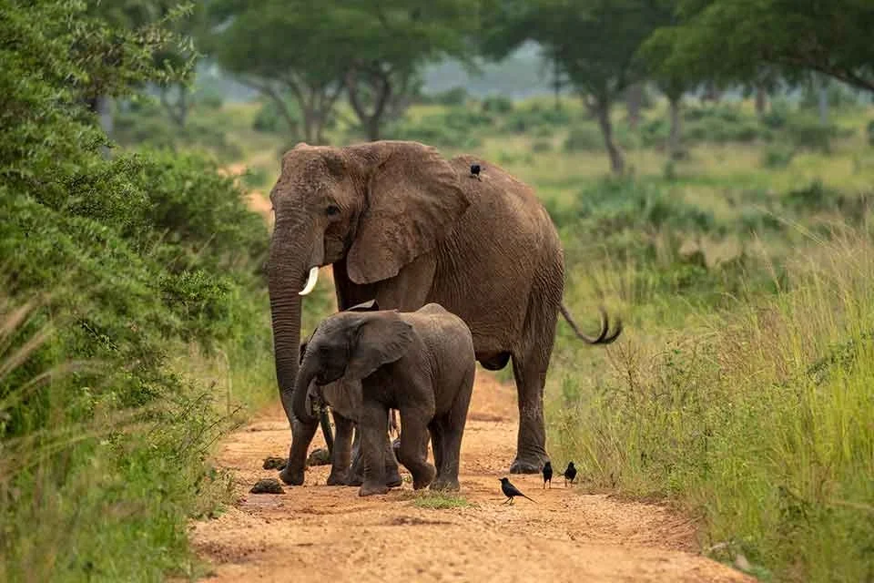 explore-uganda-with-kenlink-tours