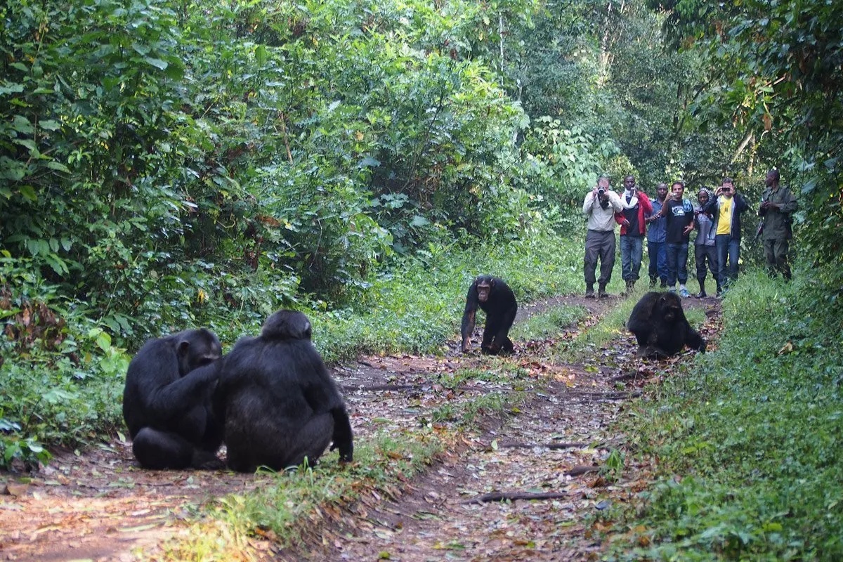 uganda-safari-from-austria