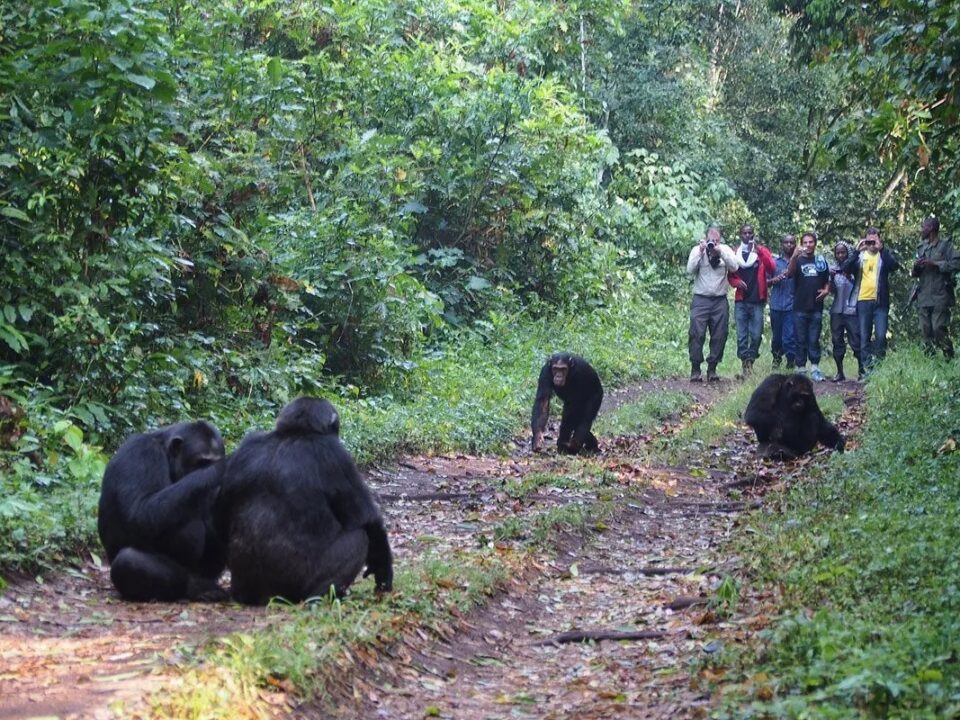 chimpanzee-tracking-in-uganda-safari