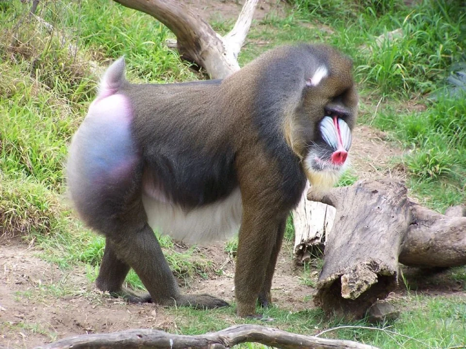 where-to-see-the-mandrills-in-africa