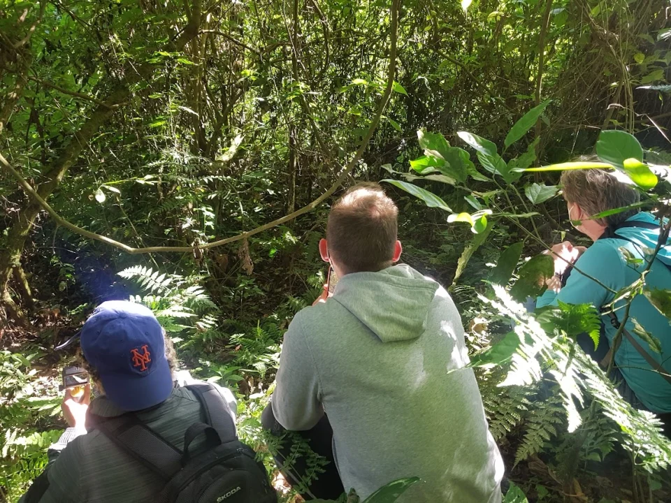 gorilla-habituation-tours-in-uganda
