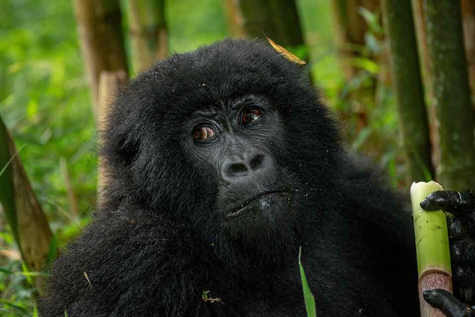 what-gorilla-families-can-be-observed-in-uganda