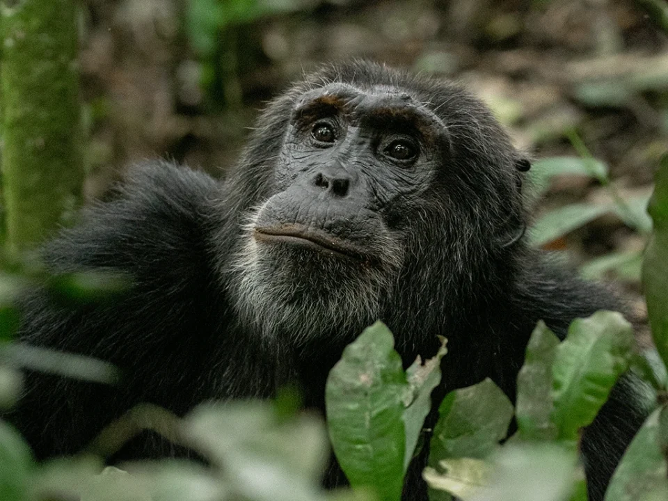 uganda-chimpanzee-trekking