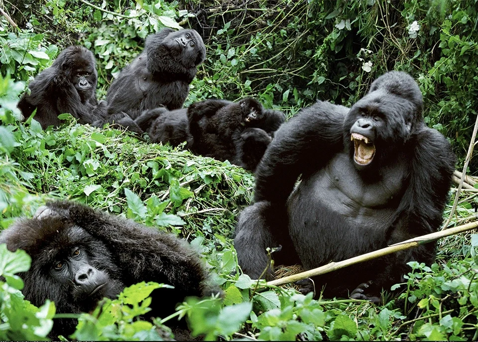 booking-a-gorilla-trekking-permit-in-uganda