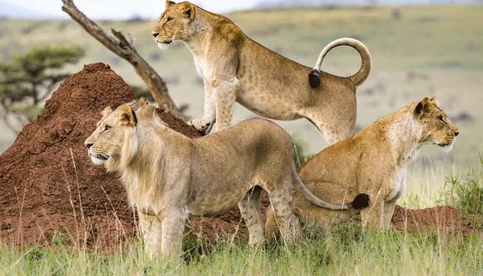 2-days-masai-mara-safari