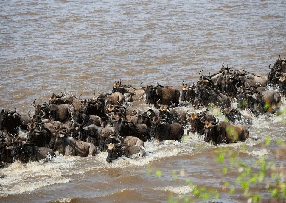 the-great-migration-in-africa
