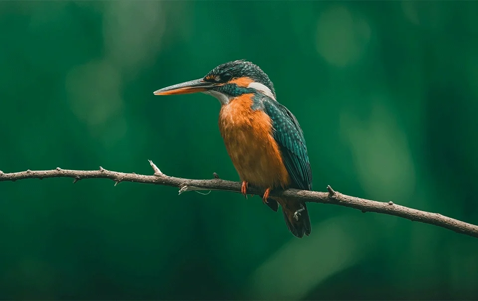 birdwatching-in-bwindi-impenetrable-forest-national-park