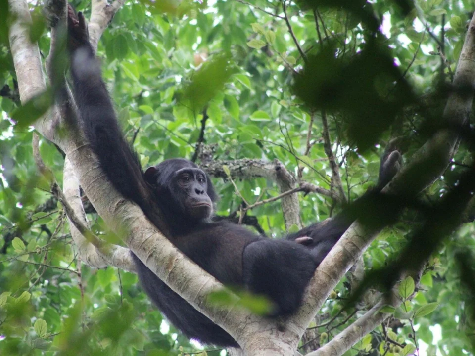 bugoma-central-forest-reserve
