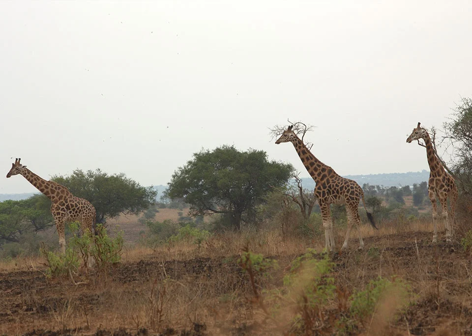 interesting-facts-about-giraffes