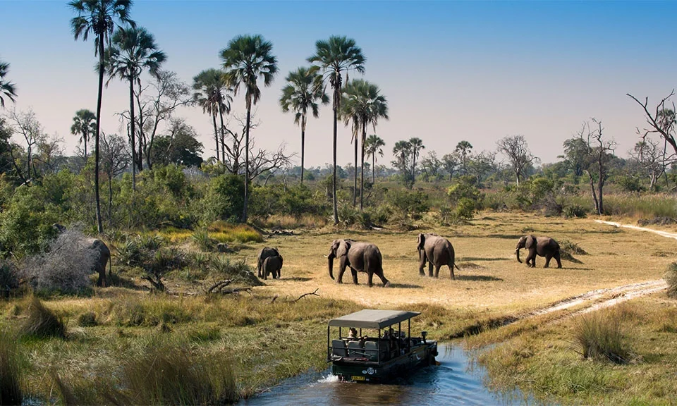 planning-a-botswana-safari