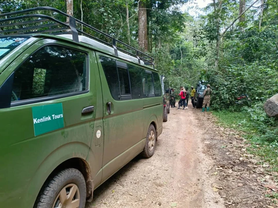 chimpanzee-tracking-in-bugoma-forest