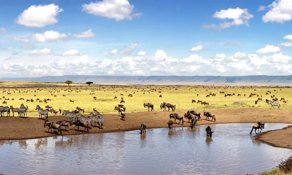 combining-masai-mara-with-gorilla-trekking-in-uganda