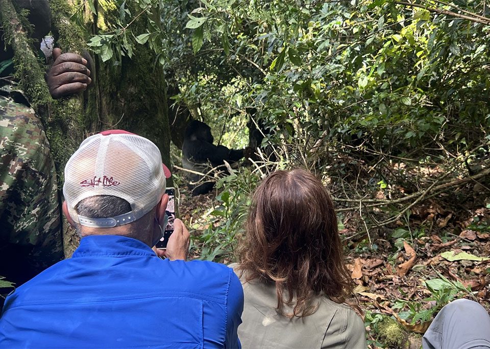 what-you-should-know-before-you-go-for-gorilla-safari