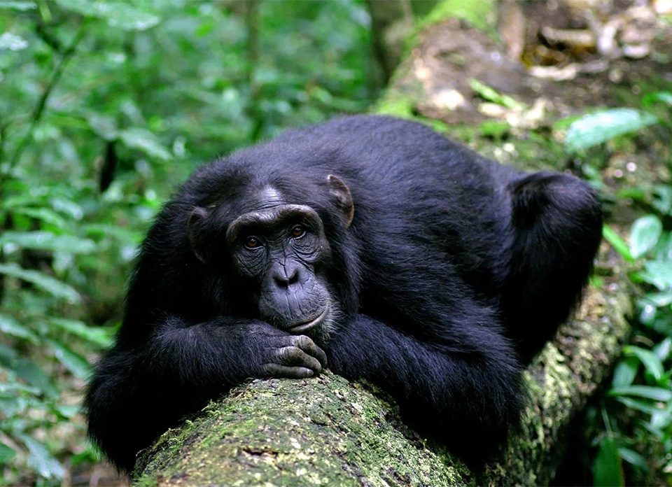 essential-things-you-should-know-before-chimpanzee-tracking-in-uganda