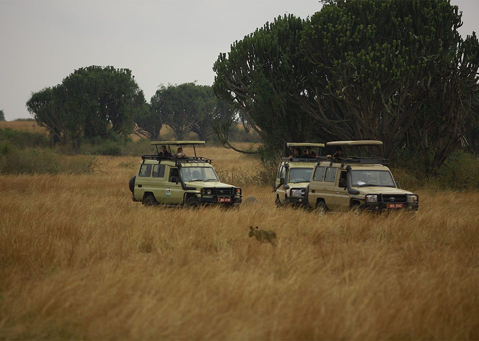 best-national-park-for-the-game-drive-in-uganda