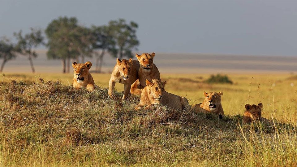 what-is-the-best-time-to-visit-masai-mara
