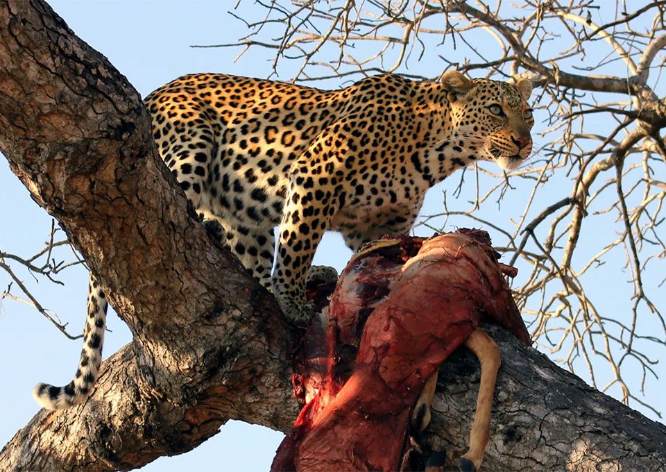 where-to-see-leopards-in-uganda