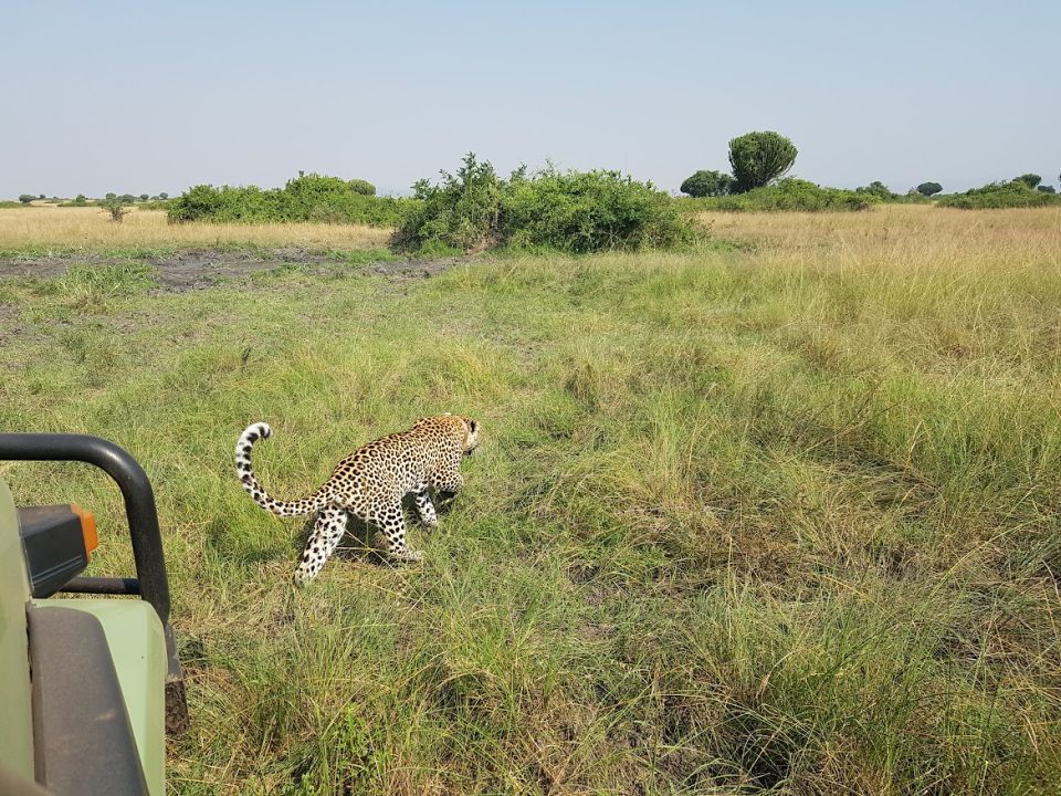 which-park-is-best-for-wildlife-viewing-in-uganda