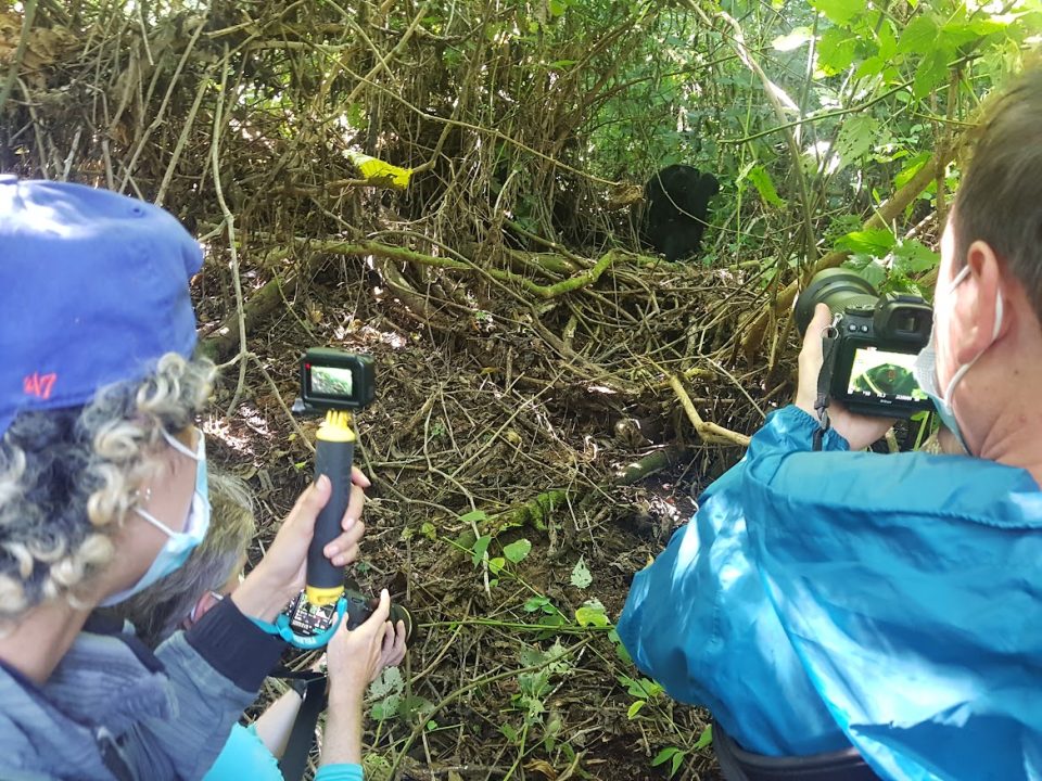 chances-of-seeing-gorillas-in-uganda