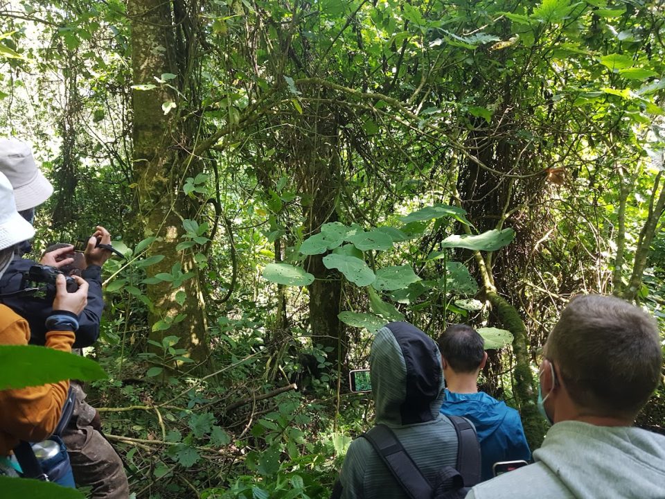 uganda-budget-gorilla-safaris