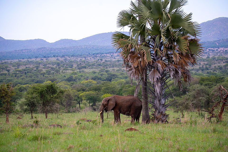 8-days-jinja-sipi-falls-and-kidepo-tour