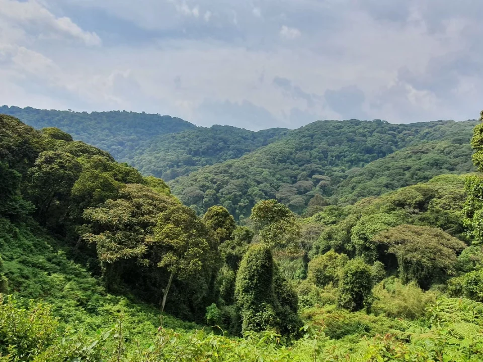 a-day-trip-to-echuya-forest-reserve